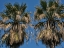 Picture of PALM TREES