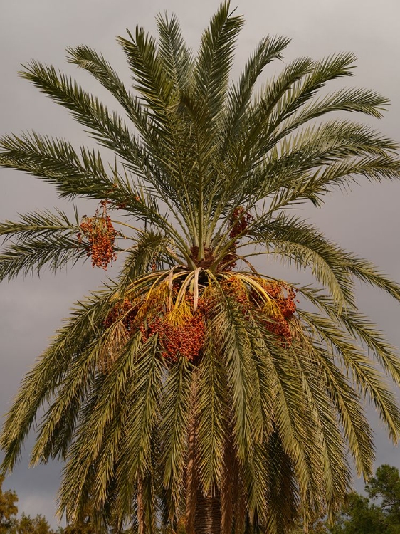 Picture of PALM TREES