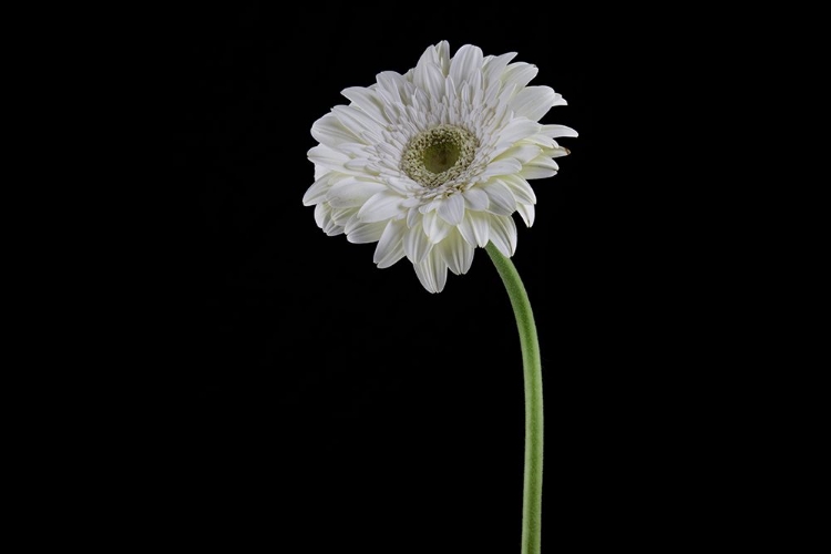 Picture of BEAUTIFUL FLOWER IN FRONT OF BLACK BACKGROUND