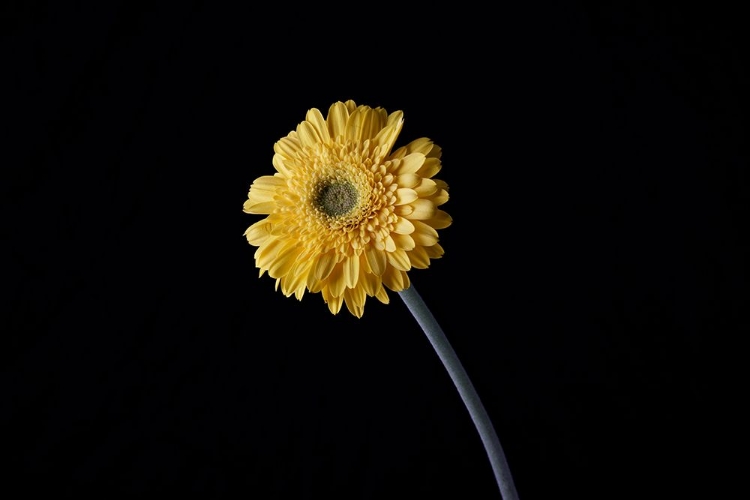 Picture of BEAUTIFUL FLOWER IN FRONT OF BLACK BACKGROUND