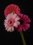 Picture of MULTICOLORED GERBERA FLOWERS