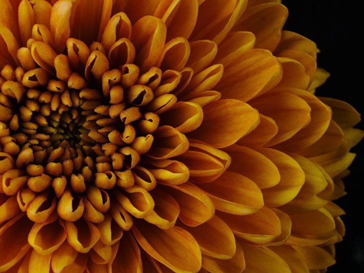 Picture of MACRO SHOT OF A BEAUTIFUL YELLOW FLOWER