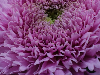 Picture of BEAUTIFUL PINK FLOWER