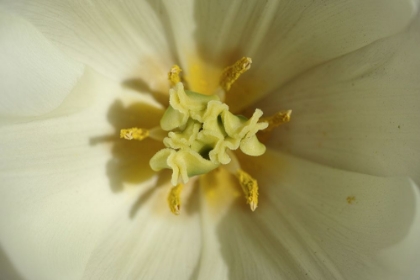 Picture of WHITE TULIP CLOSE UP