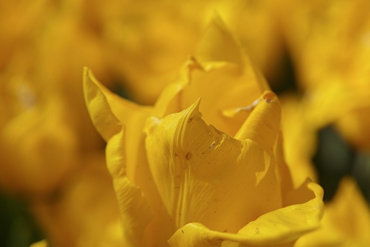 Picture of YELLOW TULIP