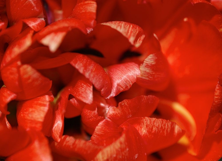 Picture of RED TULIP