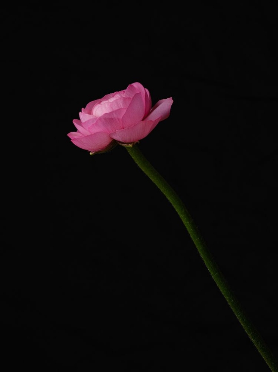 Picture of PINK FLOWER