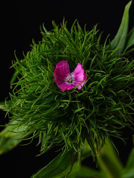 Picture of SPRING FLOWER