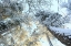 Picture of TALL PINE TREES, SNOW, GOLDEN GLOW II