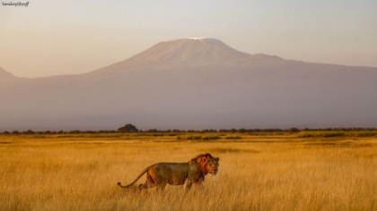 Picture of MALE LION AND MT KILIMANJARO