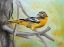 Picture of BALTIMORE ORIOLE