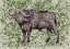 Picture of CAPE BUFFALO AND OXPECKER