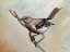 Picture of SHARP EYED MOCKINGBIRD