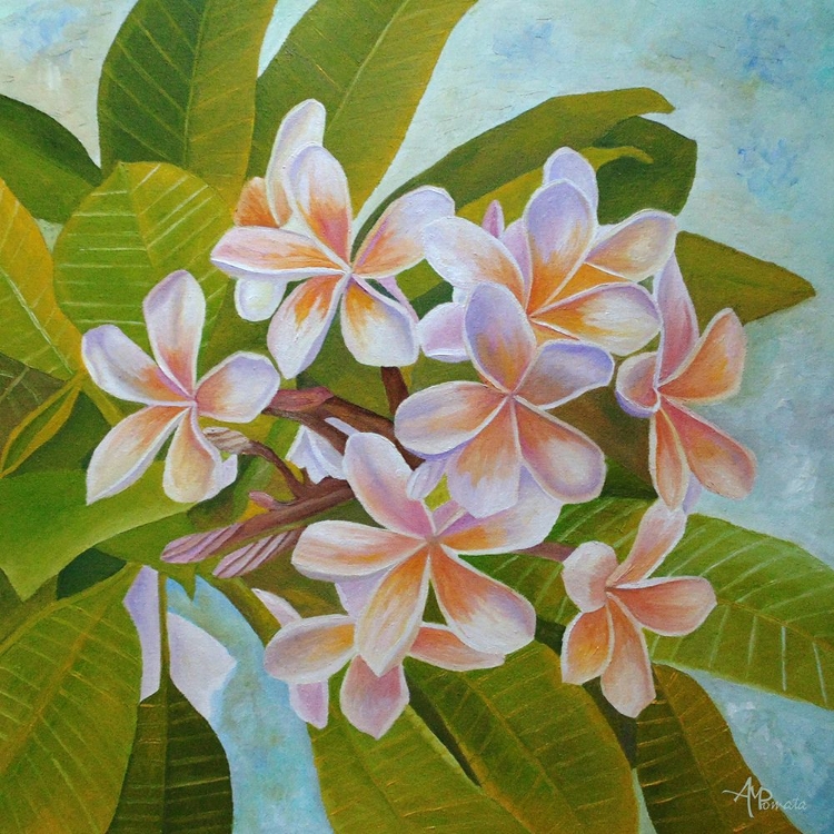 Picture of PLUMERIA