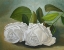 Picture of WHITE ROSES