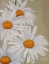 Picture of WHITE DAISIES