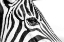 Picture of ZEBRA IN BLACK A WHITE