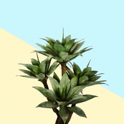 Picture of AGAVE 02