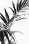 Picture of PALM LEAVES BLACK AND WHITE 03