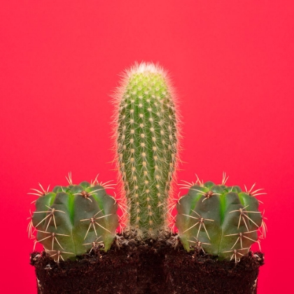 Picture of PENE CACTUS