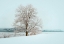 Picture of WINTERS SOLITUDE