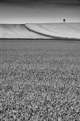 Picture of BLACK A WHITE FIELDS