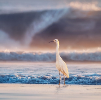 Picture of EGRET WITH TIDE