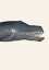 Picture of WHALE I TIGHT CROP HANDCOLORED SEALIFE LITHOGRAPH 1824