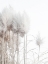 Picture of PAMPAS GRASS I