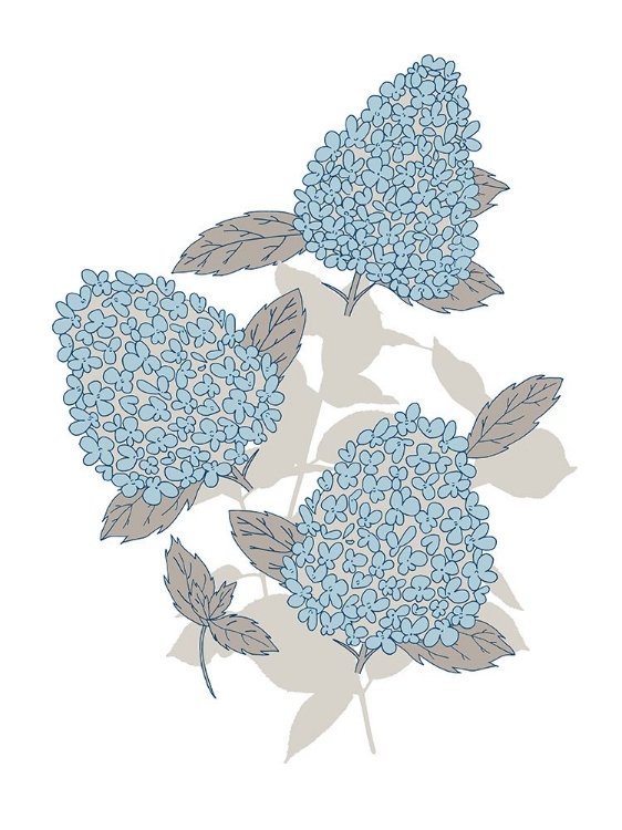 Picture of BOTANICAL HYDRANGEA