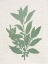 Picture of LINEN BRANCHES 1