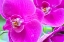 Picture of ORCHID FRIENDS