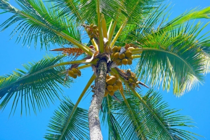 Picture of PALM PINWHEEL