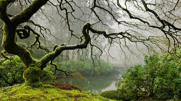 Picture of GARDEN MIST