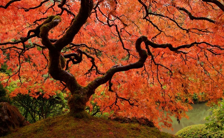 Picture of BRILLIANT RED MAPLE