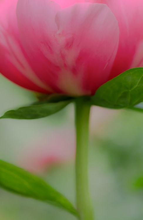 Picture of SOFT PINK POPPY