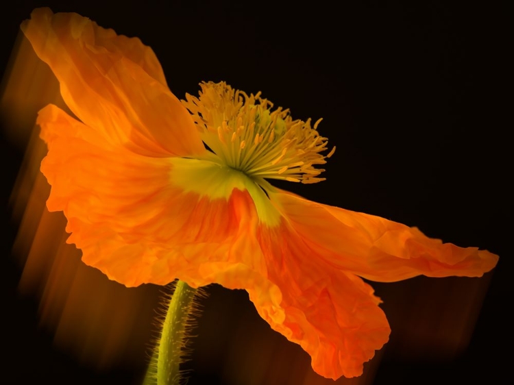 Picture of DRAMATIC ORANGE POPPY