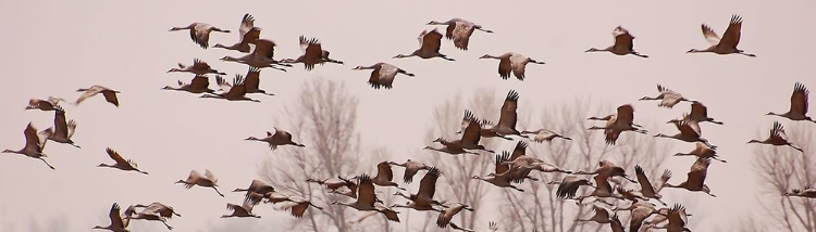 Picture of CRANES ACROSS THE SKY