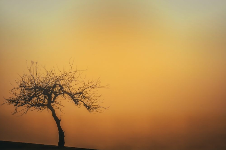 Picture of TREE ON THE HILL