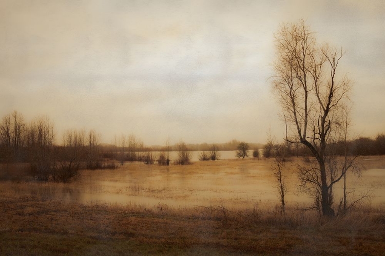 Picture of TREE ALONG THE MARSH