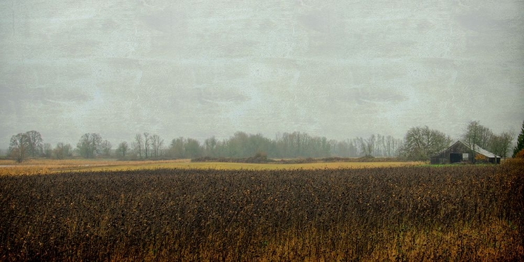 Picture of RUSTIC BARN ON A RAINY DAY