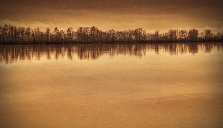 Picture of TREES ALONG THE RIVER