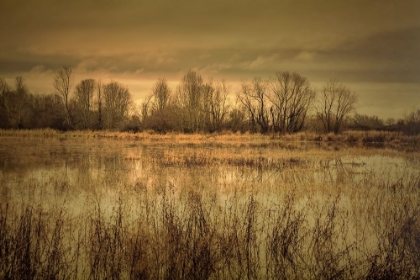 Picture of WINTER WETLAND