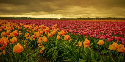 Picture of LEANING TULIPS