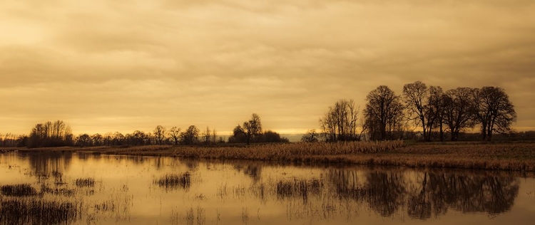 Picture of ROW OF TREES ALONG THE POND