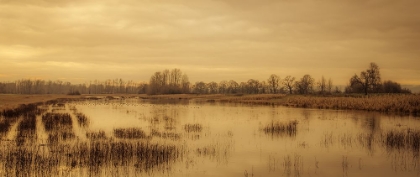 Picture of WETLAND EXPANSE