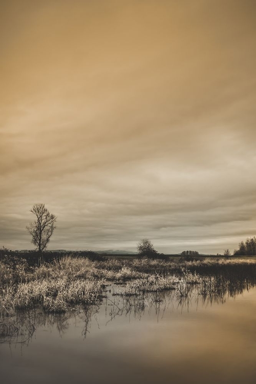 Picture of TREE BY THE POND