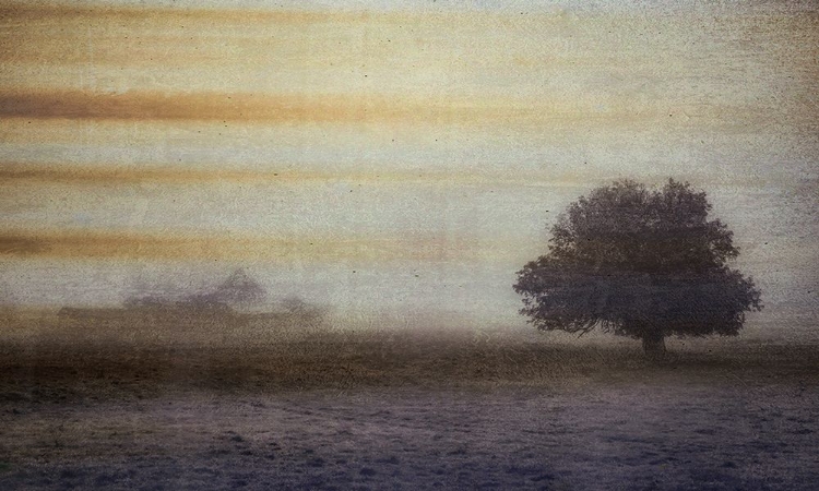 Picture of MISTY BARN AND TREE