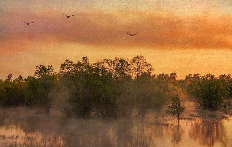 Picture of MIST RISING