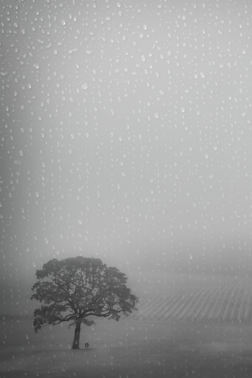 Picture of LONE OAK IN THE RAIN